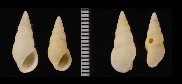 メオニチョウジ Moerchiella striata small