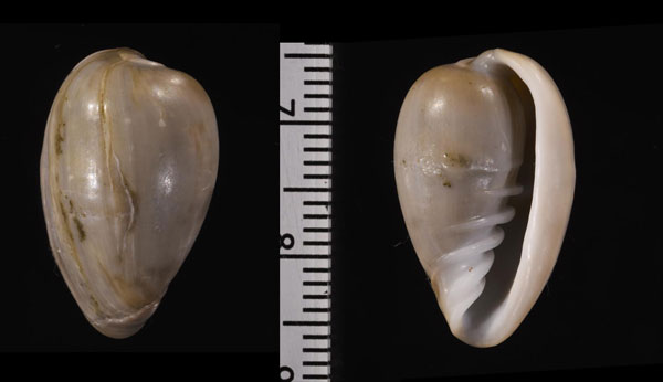 タソガレトリノコ Marginella bernardi small