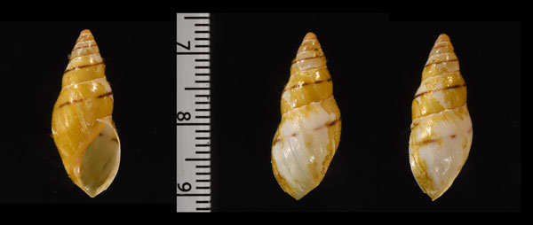 ムラミカンマイマイの仲間 未詳 Drymaeus sp. small