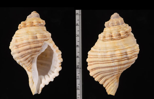 スペングラーボラ Cabestana spengleri small