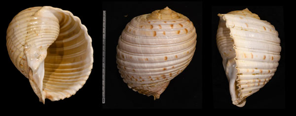 カスリウズラガイ Tonna chinensis magnifica small