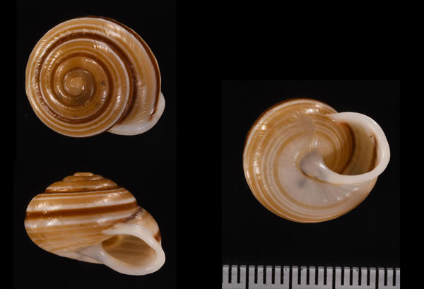 ソロルマイマイ (仮称) Rhagada solorensis small