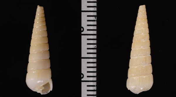 キザミメクチキレ Colsyrnola ornata small