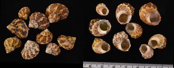 ピルスブリーサザエ Turbo heterocheilus small