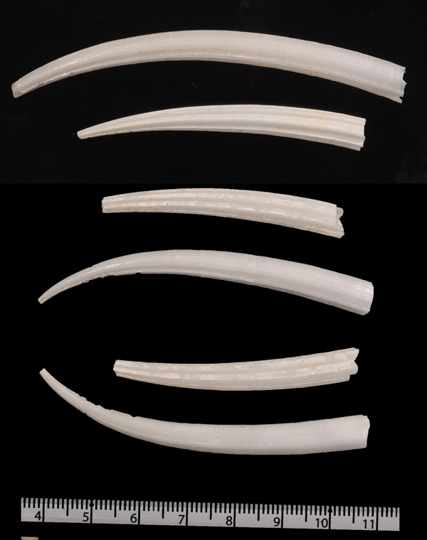 ヤカドツノガイ 八角角貝 Dentalium octangulatum small