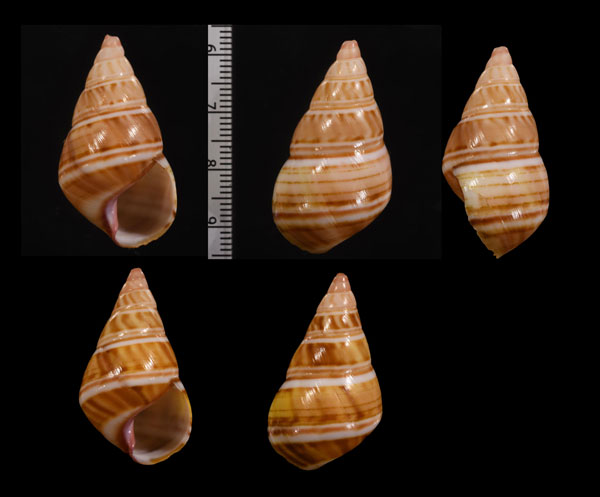カロリイトヒキマイマイ (仮称) Liguus fasciatus caroli small