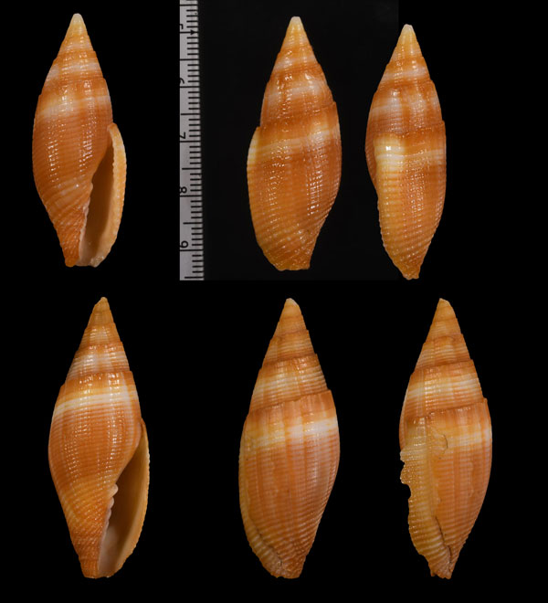 オオオビフデ Strigatella ambigua small