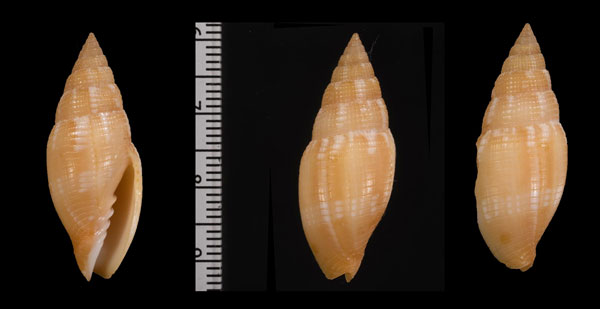 コユキフデ Quasimitra solida small