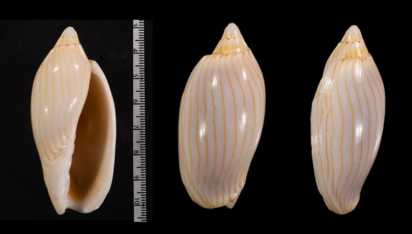 クチグロニンギョウボラ Amoria jamrachi jamrachi small
