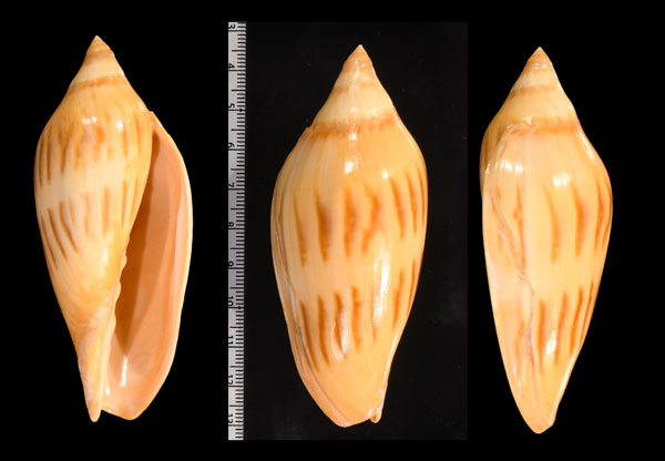 イサベラコハクボラ Amoria molleri reducta small