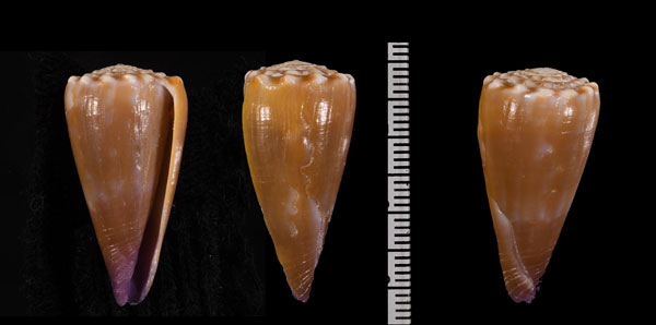 オゴクダイモ Conus moreleti small