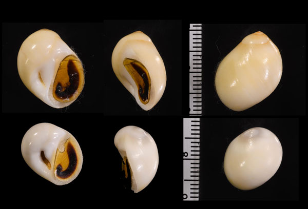 ヘソアキトミガイ Polinices flemingianus small
