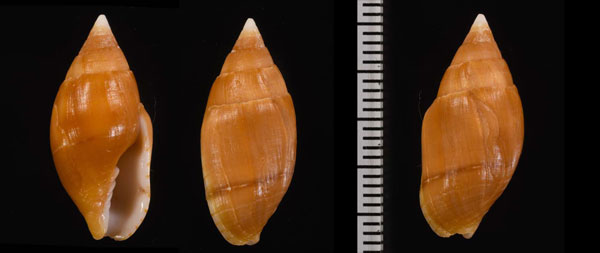 クリイロヤタテ 栗色矢立 Nebularia fastigium small