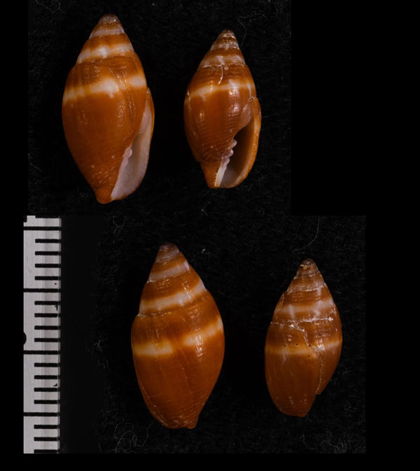 ヒメヤタテ Strigatella auriculoides small