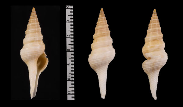 シロマダラクダマキ (仮称) Lophiotoma indica bulowi small