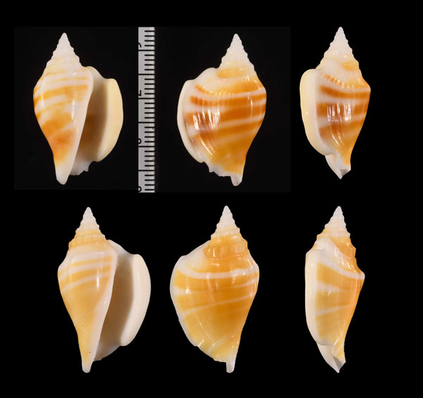 アテニウスソデ (仮称) Ministrombus athenius small