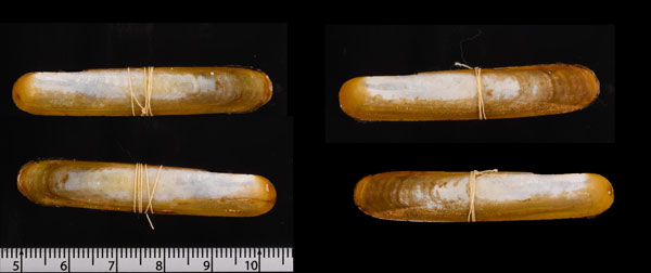 アフリカマメノサヤガイ (仮称) Sinupharus africanus small