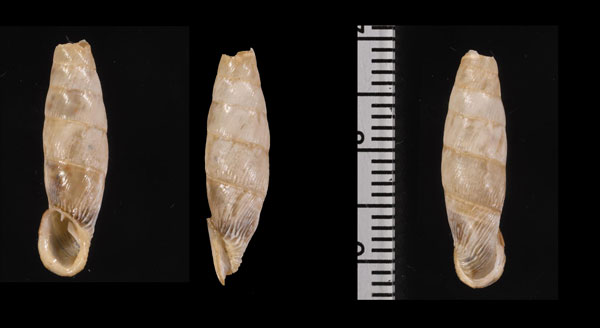 スペジアレシチリアギセル (仮称) Charpentieria spezialensis small
