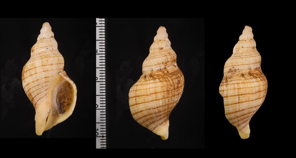 ナガミクリ Siphonalia spadicea fuscolineata small