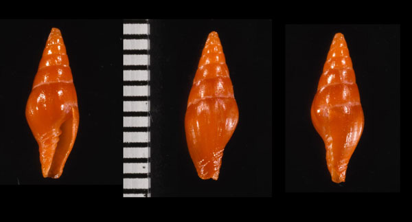デッカーオトメフデ (仮称) Protoelongata dekkersi small