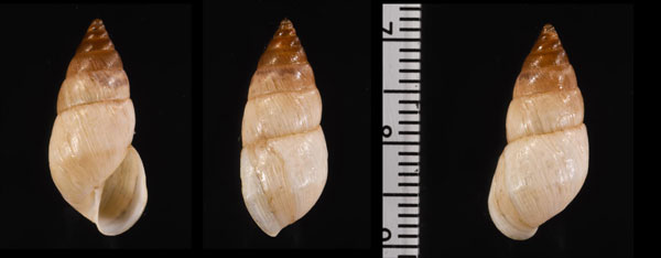 チャボウシトウガタマイマイ (仮称) Naesiotus cinereus aff. small