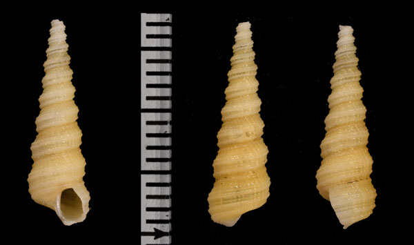アラレロウイロタクミニナ Mathilda gemmulifera small