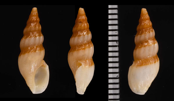 ホッテントットクダマキ (仮称) Clavus hottentotus small
