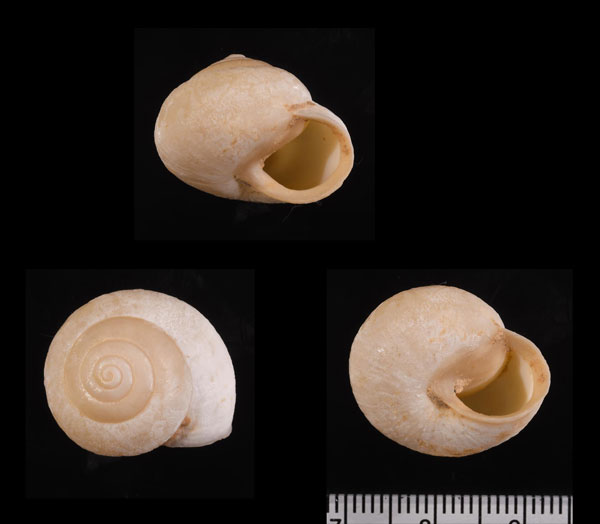 アリオンコダママイマイ (仮称) Xerarionta areolata small