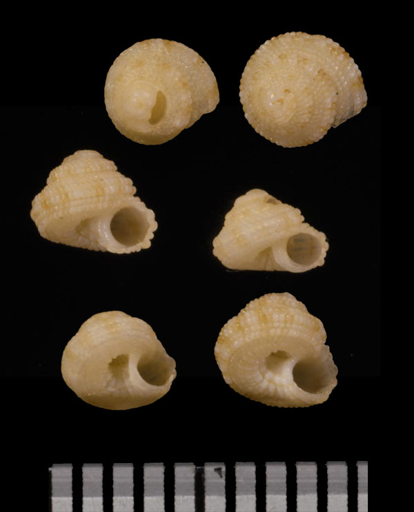 コンペイトウナワメグルマ Heliacus turritus small