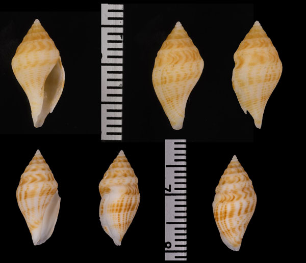 フイリイモガイダマシ Genotina adamii small