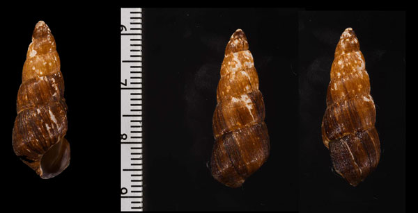 マッソンタケノコ (仮称) Bocageia massoni small