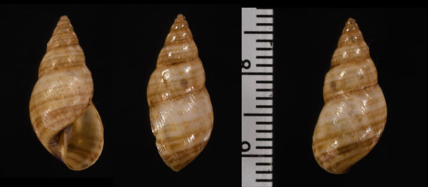 チソウオカカクタニシ (仮称) Bostryx punctilineatus small