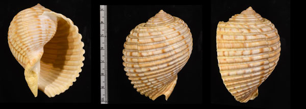 ブシェットミヤシロ (仮称) Tonna boucheti small