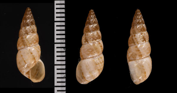 マリカルオカカクタニシ (仮称) Bostryx bisculptus small