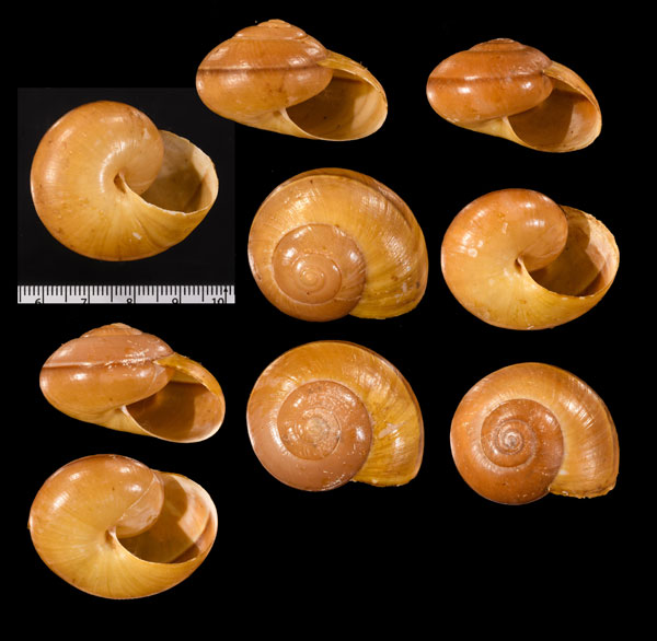 ハンフレージャングルマイマイ (仮称) Hemiplecta humphreysiana small