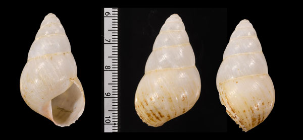 カドバリタケノコマイマイ Chrysallis concinna small