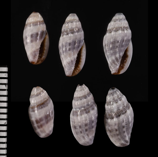 ハイイロコトツブ Eucithara reticulata small