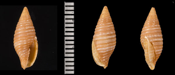 クーヨフデ (仮称) Pseudonebularia cuyosae small
