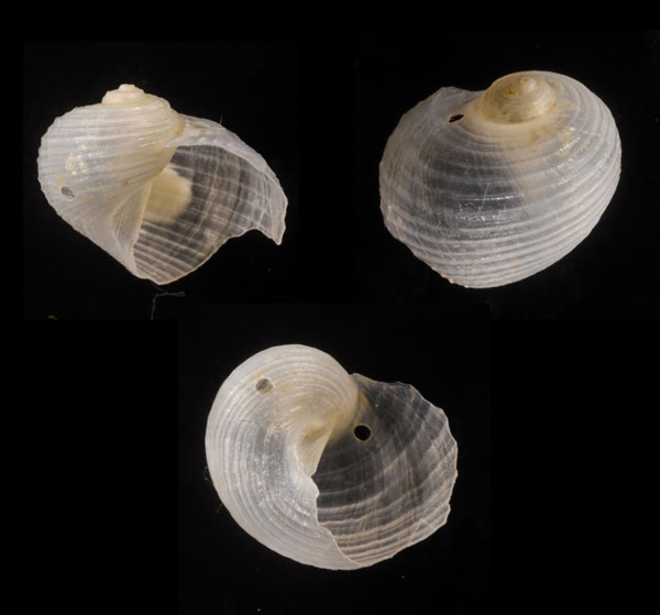 サガミウラシマカタベ Fossarella sagamiensis small
