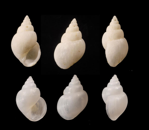 オトヒメタマガイ Microstelma japonica small