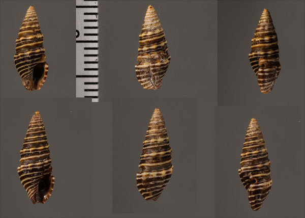 バッキアクダマキ (仮称) Pilsbryspira bacchia small