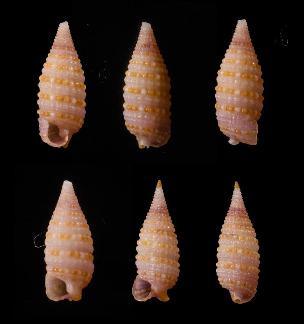 ミケイロハラブトキリオレ Mastonia lamberti small