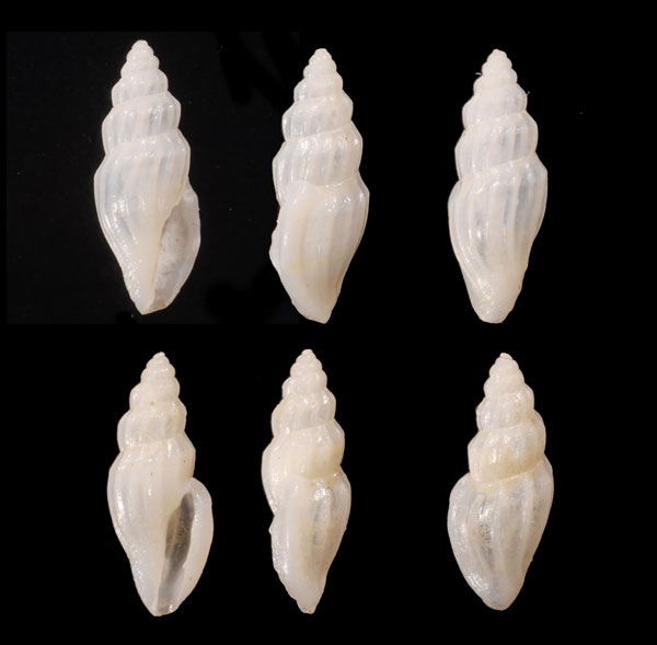 ヤセシャジクの仲間 未詳 Leiocithara sp. small