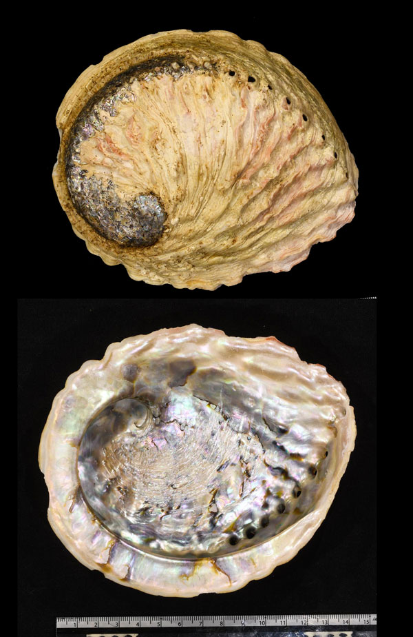 ミダノアワビ Haliotis midae small