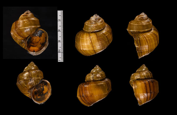 ミサミスカクタニシ (仮称) Angulyagra misamisensis small