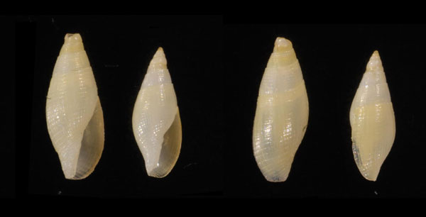 サルタフデ (仮称) Carinomitra saltata small