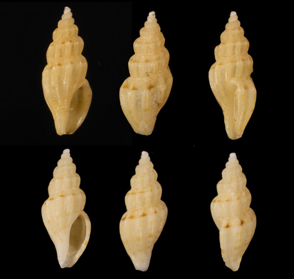 アルキナンスマンジガイ (仮称) Guraleus alucinans small