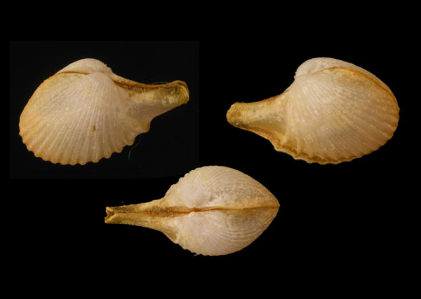 ヒメシャクシ Cardiomya gouldiana small