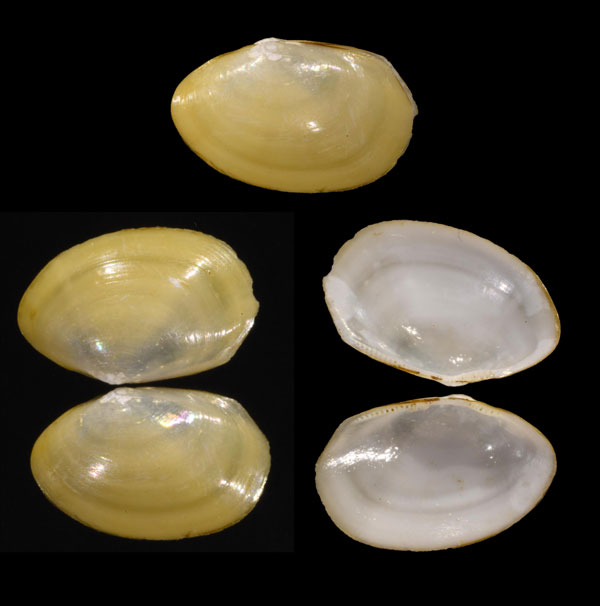 タカイソデ Malletia takaii small