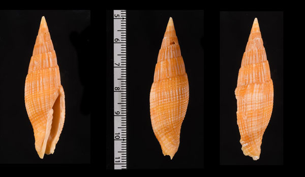 ベンガラコウシフデ Nebularia pyramis small